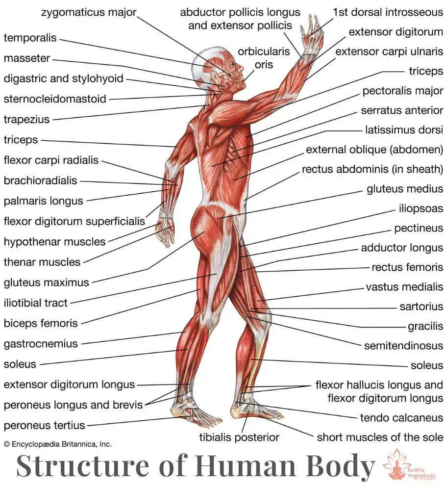 Human Body Anatomy Guide: Organs, Functions & Diagram 2026